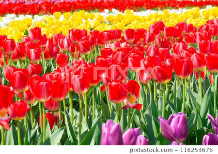 [Osaka Prefecture] April - A tourist destination bustling with refreshing spring weather, clear blue skies, and tulips in full bloom 116253676