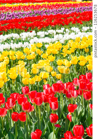 [Osaka Prefecture] April - A tourist destination bustling with refreshing spring weather, clear blue skies, and tulips in full bloom 116253678