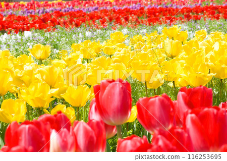 [Osaka Prefecture] April - A tourist destination bustling with refreshing spring weather, clear blue skies, and tulips in full bloom 116253695