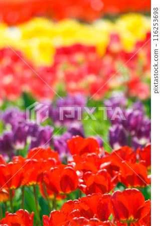 [大阪府]4月：春意盎然、藍天白雲、鬱金香盛開的旅遊勝地 116253698