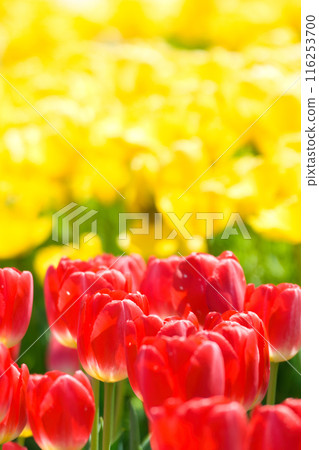 [Osaka Prefecture] April - A tourist destination bustling with refreshing spring weather, clear blue skies, and tulips in full bloom 116253700
