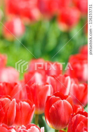 [大阪府]4月：春意盎然、藍天白雲、鬱金香盛開的旅遊勝地 116253731