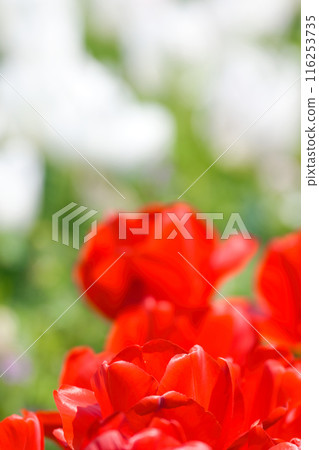 [Osaka Prefecture] April - A tourist destination bustling with refreshing spring weather, clear blue skies, and tulips in full bloom 116253735