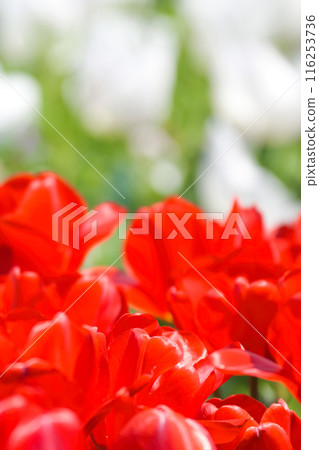 [Osaka Prefecture] April - A tourist destination bustling with refreshing spring weather, clear blue skies, and tulips in full bloom 116253736