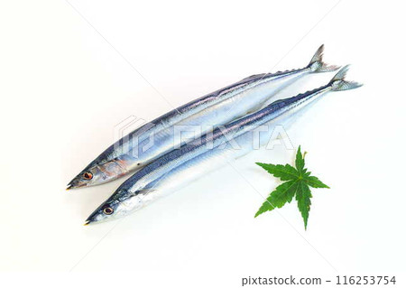 三馬三馬三馬 116253754