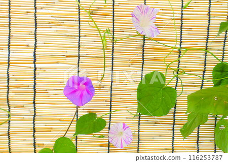 牽牛花牽牛花牽牛花 116253787