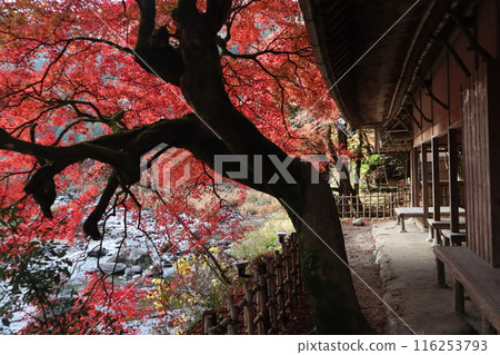 香嵐溪賞紅葉 116253793