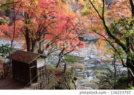 香嵐溪賞紅葉 116253797