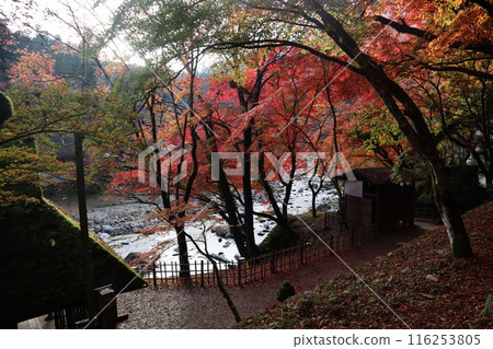 香嵐溪賞紅葉 香嵐溪賞紅葉 116253805