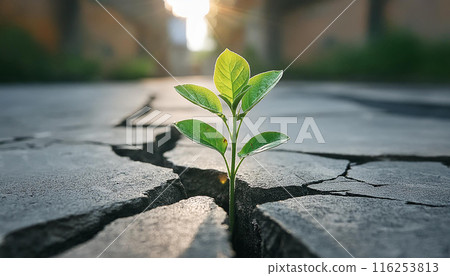 A single sprout growing through a cracked concrete floor 116253813