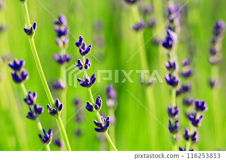 盛開的薰衣草田 116253853