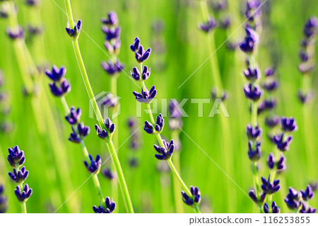 Lavender field in full bloom Lavender field in full bloom 116253855