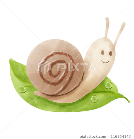 Cute snail on wet green leaf 116254143