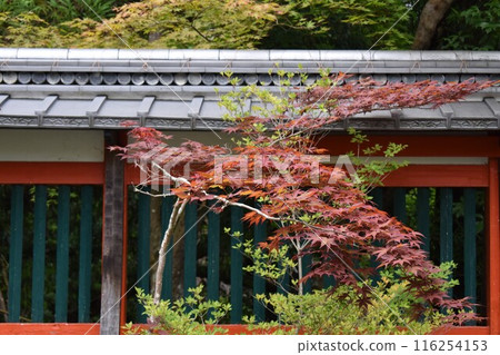 神社牆壁，楓葉景觀 116254153