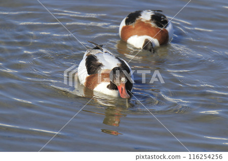 Arao City Coast: Common Shelduck, 116254256