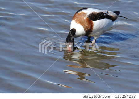Arao City Coast: Common Shelduck, 116254258