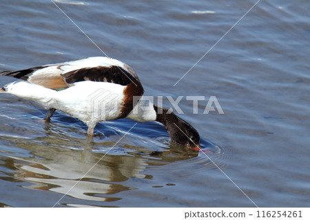 Arao City Coast: Common Shelduck, 116254261