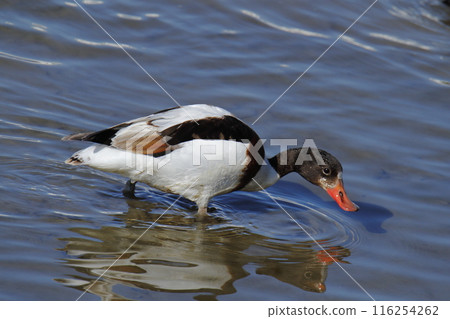 Arao City Coast: Common Shelduck, 116254262