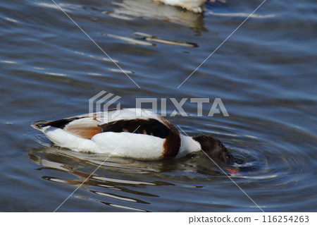 Arao City Coast: Common Shelduck, 116254263