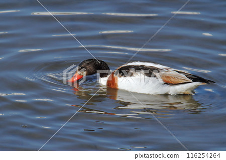 Arao City Coast: Common Shelduck, 116254264