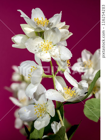 Blooming white jasmine flower on a red background 116254283