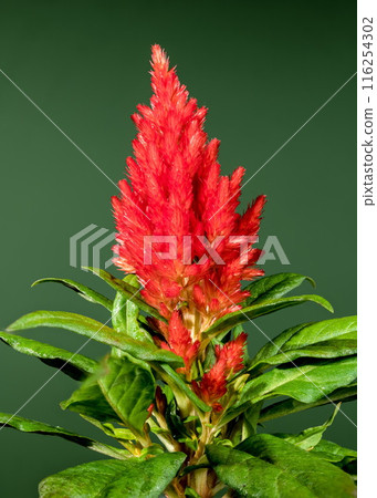Blooming red Celosia on a green background Blooming red Celosia on a green background 116254302