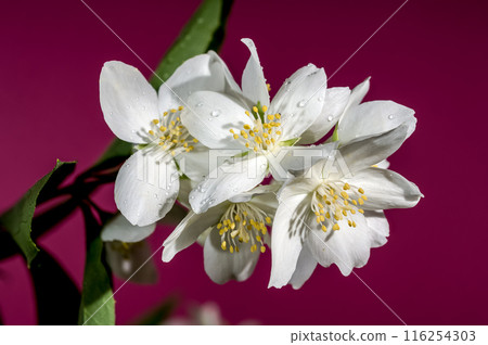 Blooming white jasmine flower on a red background 116254303
