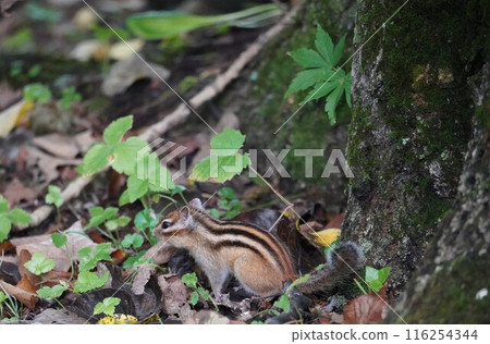 Chipmunk with a cute clear face 116254344