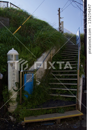 Spring scenery of Jogashima Park Jogashima Spring scenery of Jogashima Park Jogashima 116254847