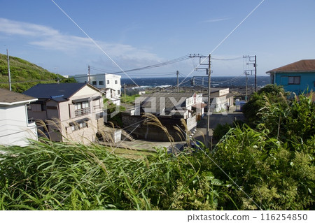 Spring scenery of Jogashima Park Jogashima Spring scenery of Jogashima Park Jogashima 116254850