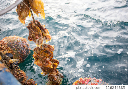 Ear-hanging farmed scallops on the Sanriku Coast of Iwate Prefecture Ear-hanging farmed scallops on the Sanriku Coast of Iwate Prefecture 116254885