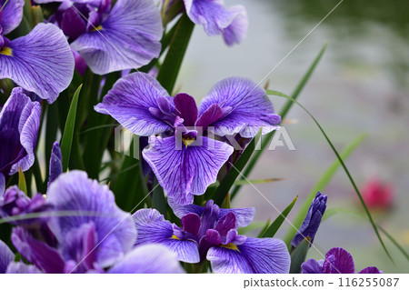 Iris flowers at Ishibashi Cultural Center 116255087