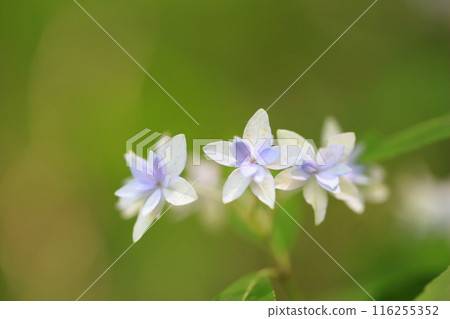 七段花繡球花 七段花繡球花 116255352