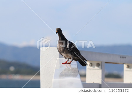 藍天、海和鴿子 藍天、海和鴿子 116255372