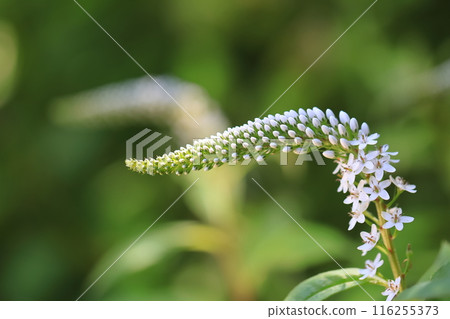 珍珠菜 珍珠菜 116255373