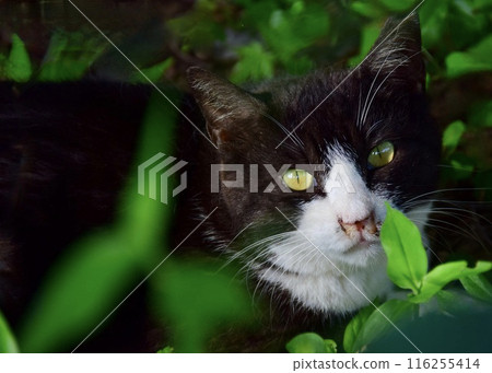 While on a walk in the park, I met the usual cat. While on a walk in the park, I met the usual cat. 116255414