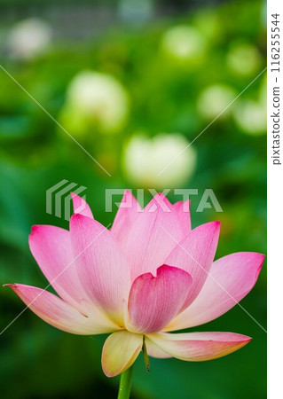 The lotus is beautiful 116255544