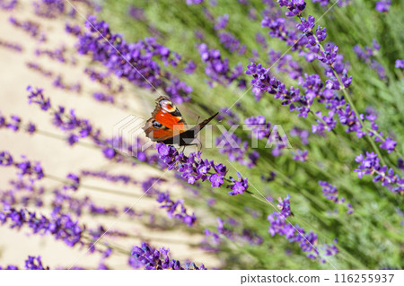 Bright Peacock butterfly sitting on blooming violet lavender flower close up, macro Bright Peacock butterfly sitting on blooming violet lavender flower close up, macro 116255937