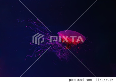 Fluorescent lion's mane jellyfish swimming underwater aquarium pool with red neon light. 116255946