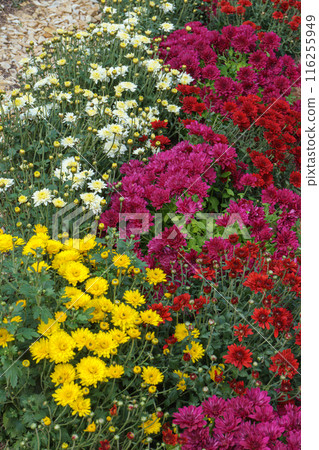 Fresh bright red, purple and yellow chrysanthemums bushes in autumn garden, flowerbed 116255949
