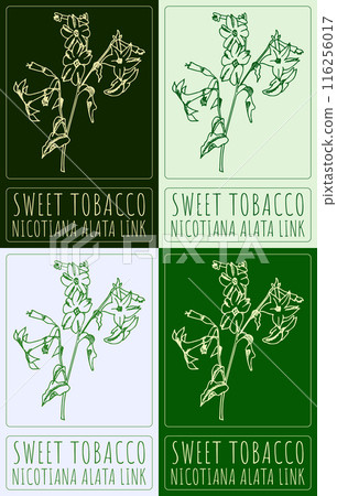 Set of vector drawing SWEET TOBACCO in various colors. Hand drawn illustration. The Latin name is NICOTIANA ALATA LINK Set of vector drawing SWEET TOBACCO in various colors. Hand drawn illustration. The Latin name is NICOTIANA ALATA LINK 116256017