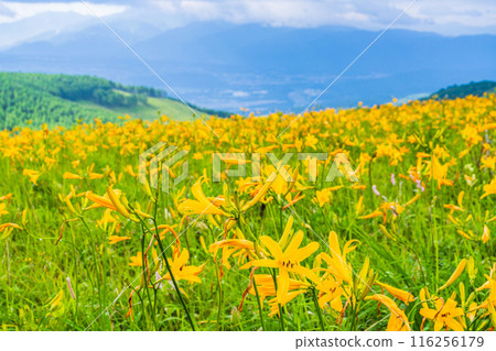 (Nagano Prefecture) Beautiful full-blooming Hemerocallis day lilies at Kirigamine Plateau (Nagano Prefecture) Beautiful full-blooming Hemerocallis day lilies at Kirigamine Plateau 116256179
