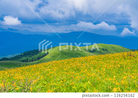 (長野縣) 霧峰高原,黃花菜盛開,景色美麗 (長野縣) 霧峰高原,黃花菜盛開,景色美麗 116256182