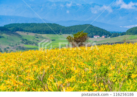 (長野縣) 霧峰高原，黃花菜盛開，景色美麗 116256186