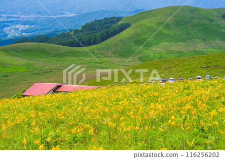 (長野縣) 霧峰高原，黃花菜盛開，景色美麗 116256202