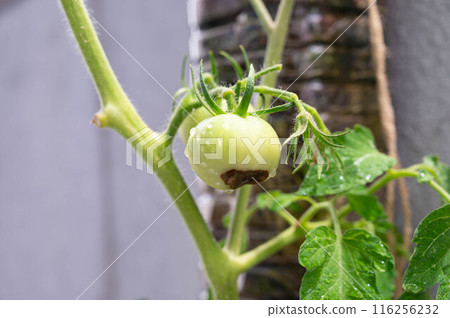 Rotten Tomatoes Rotten Tomatoes 116256232