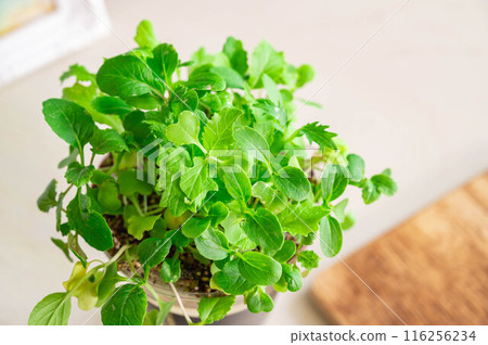 Hydroponic baby leaves 116256234