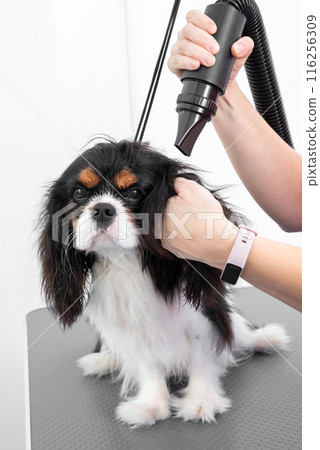 Professional Pet Grooming Expert Blow Dryer Techniques for Drying Your Pets Coat 116256309