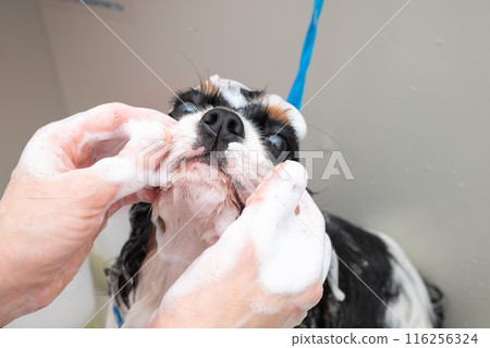 portrait of Cavalier King Charles spaniel dog taking shower with shampoo. dog takes bubble bath in an animal grooming salon. portrait of Cavalier King Charles spaniel dog taking shower with shampoo. dog takes bubble bath in an animal grooming salon. 116256324