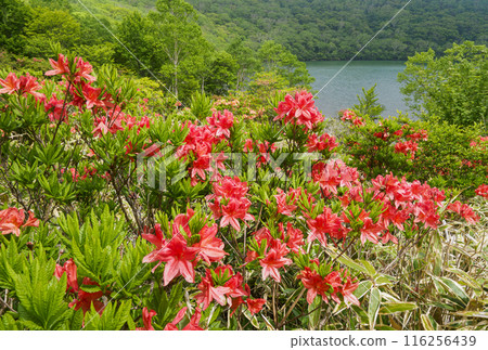 赤城山小沼岸邊盛開的蓮月杜鵑花 116256439